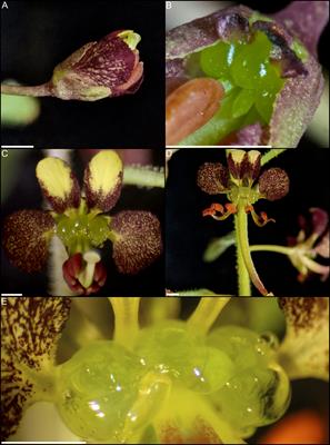 Nectary development in Cleome violacea